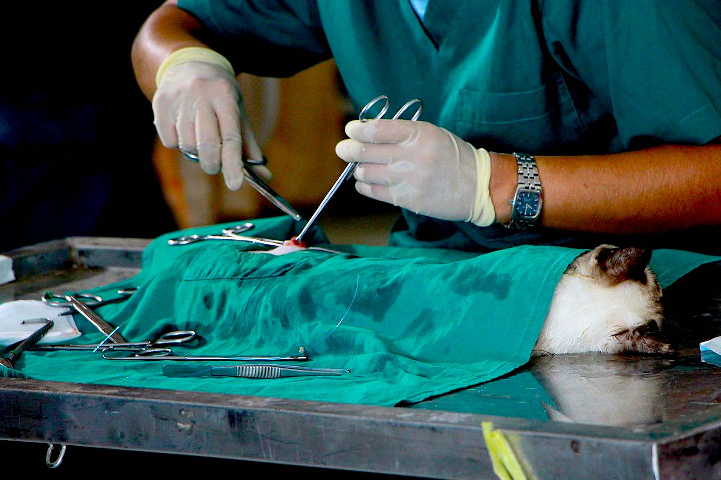 Veteriner Cerrahisinde Kullanilan Dikis Materyalleri Boz Tibbi Malzemeler